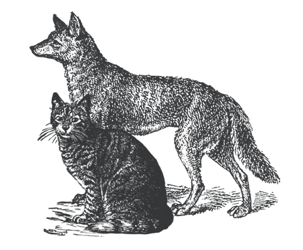 Wolf & Cat